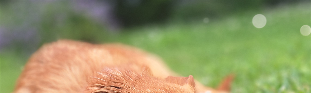 animali