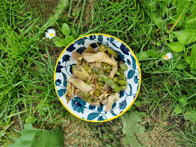 verdure