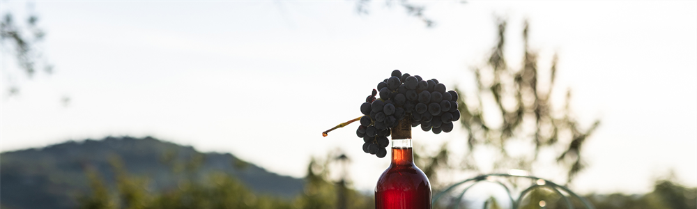 Vino biologico